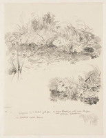 KT 3059
<br/>
Studies van planten en struiken met bijschriften voor nadere uitwerking op tekening
<br/>
<em>Nachenius, Jan Coenraad (1890-1987)</em>